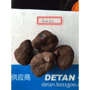 2015 new crop fresh truffles (Tuber indicium)                        
                                                Quality Choice